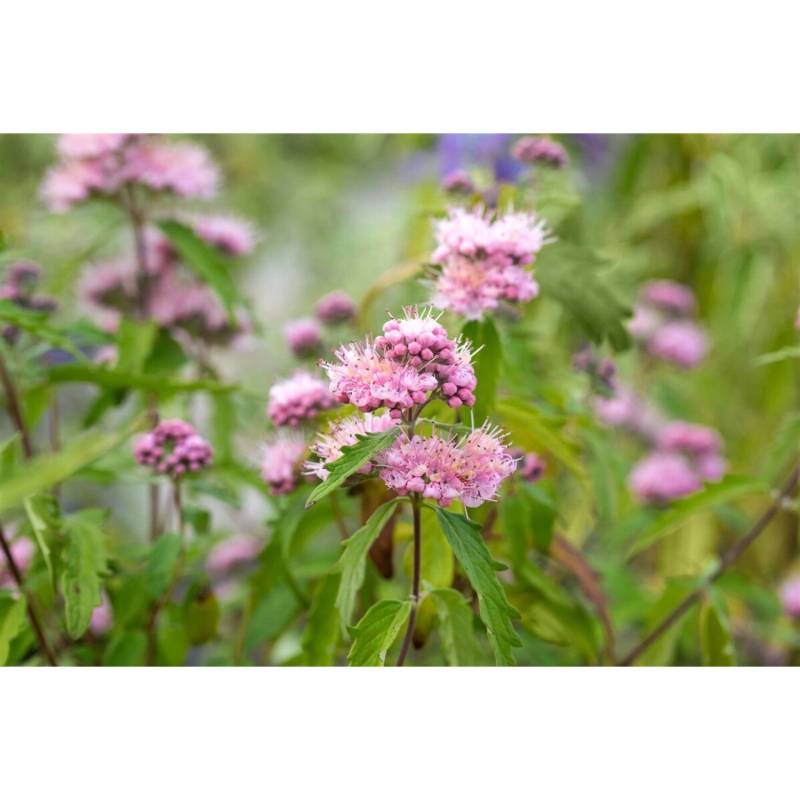 Caryopteris Clandonensis Bartblume Pink Perfection 40-60 cm von Pflanzen für dich