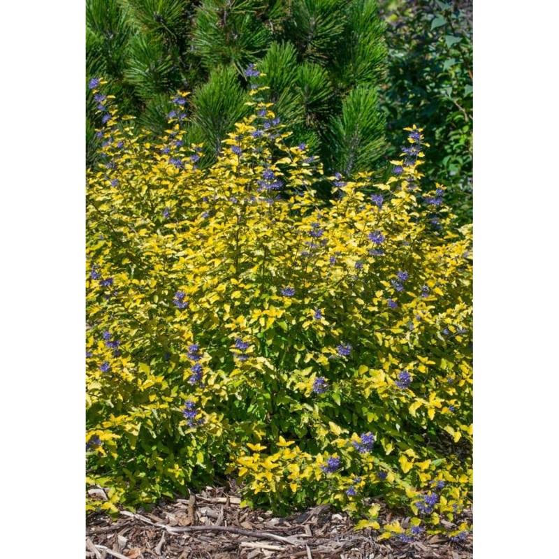 Caryopteris Clandonensis Bartblume Sunny Blue 30-40 cm von Pflanzen für dich