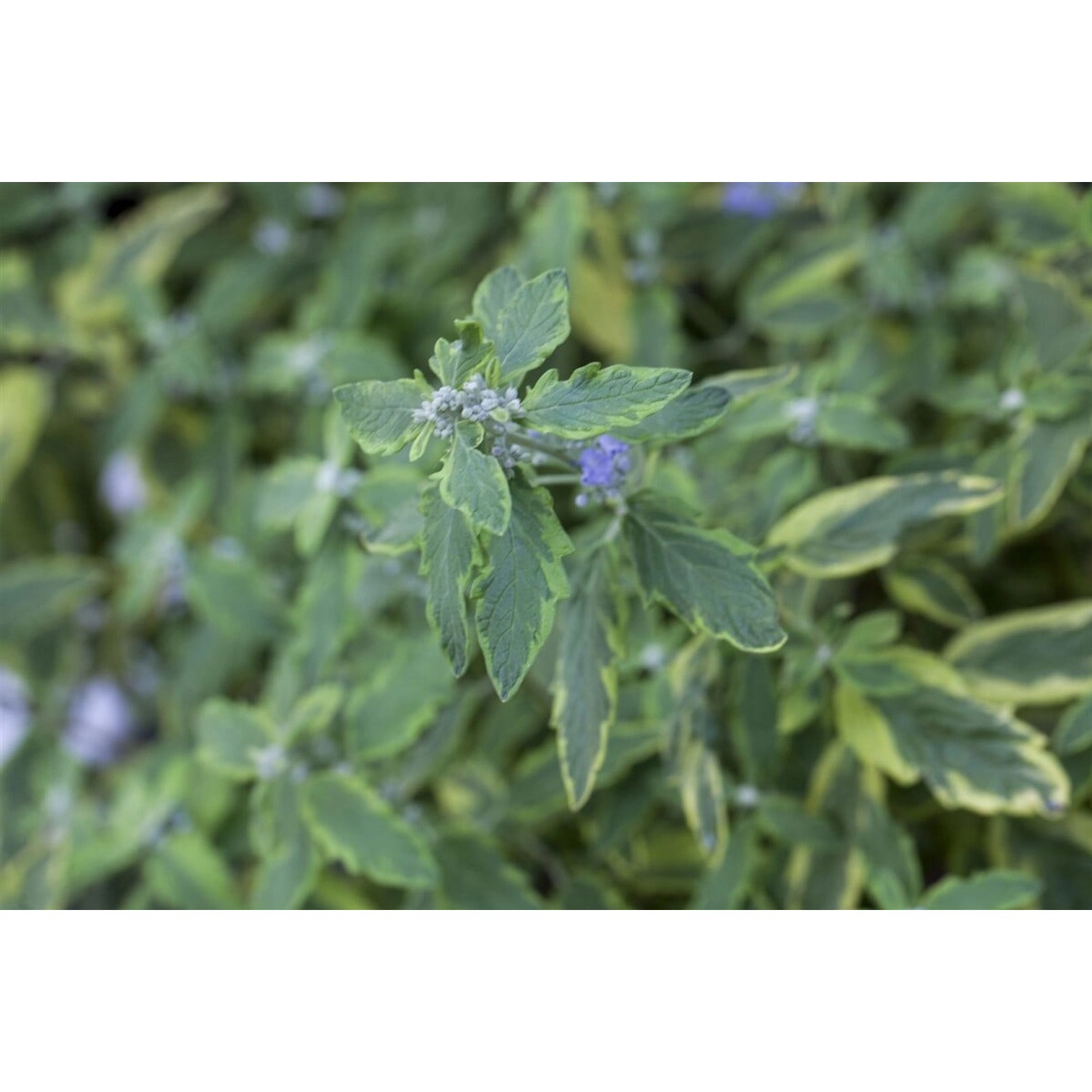 Caryopteris Clandonensis Bartblume White Surprise S 40-60 cm von Pflanzen für dich
