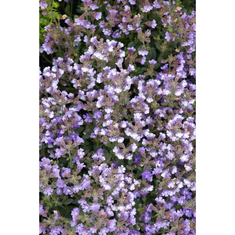 Chaenarrhinum Origanifolium Blue Dream Ca. 9x9 cm Topf von Pflanzen für dich