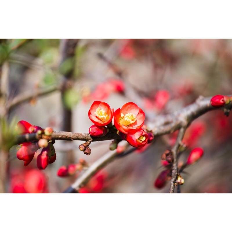 Chaenomeles 'Crimson And Gold' Zierquitte 40-60 cm von Pflanzen für dich