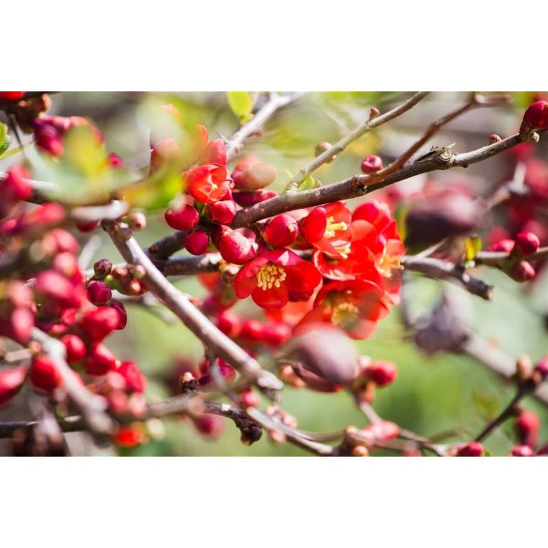 Chaenomeles Japonica Cido Zierquitte Gelb 60–80 Cm von Pflanzen für dich