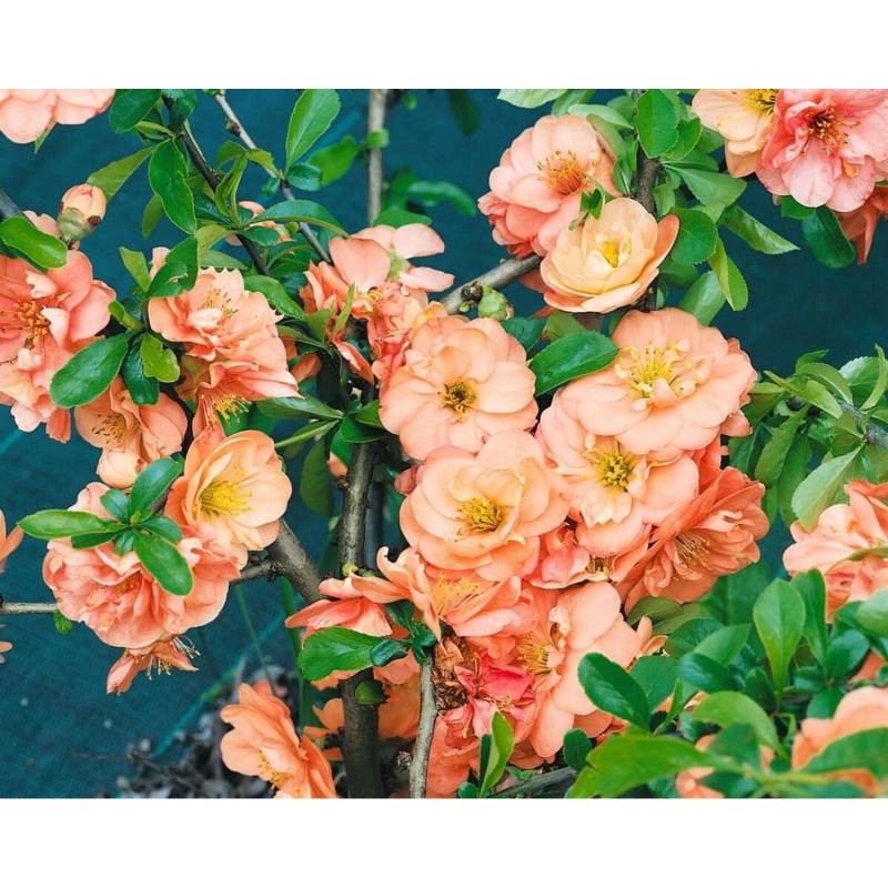 Chaenomeles 'Orange Trail' Zierquitte 40-60 cm von Pflanzen für dich