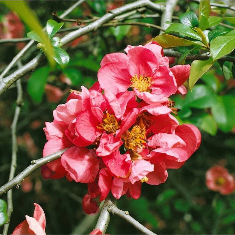 Chaenomeles 'Pink Lady' Zierquitte 40-60 cm von Pflanzen für dich