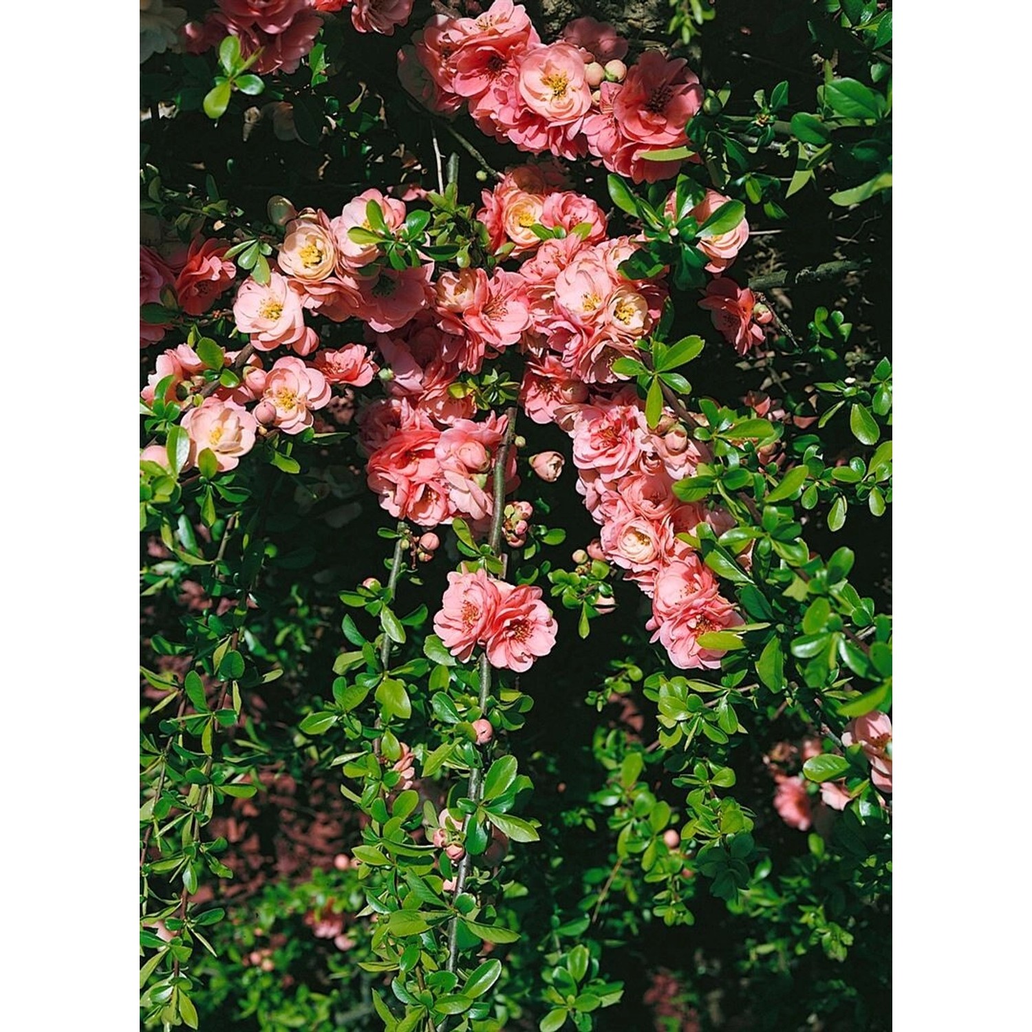 Chaenomeles Pink Trail Zierquitte Rosa Blüten 40–60 cm von Pflanzen für dich