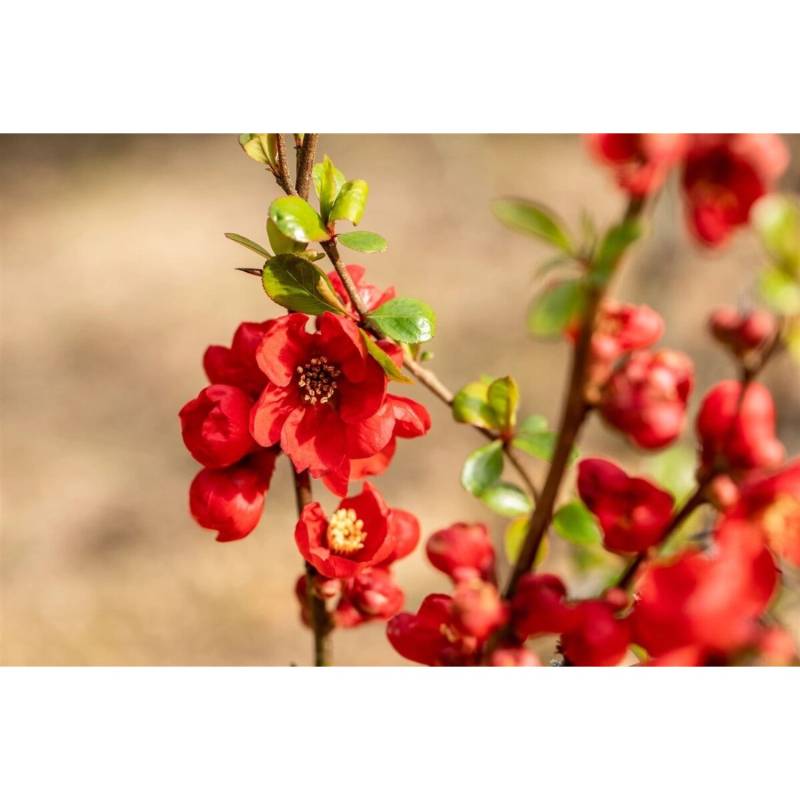 Chaenomeles Superba Zierquitte 80 cm Stammhöhe von Pflanzen für dich