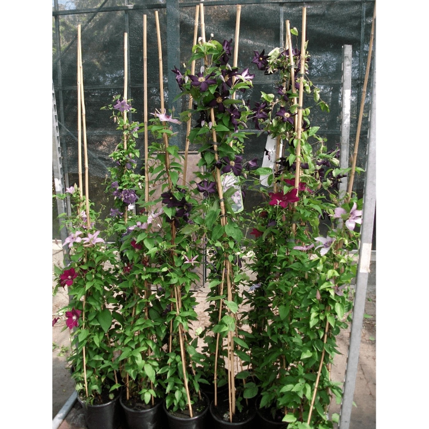 Clematis Alpina Frances Rivis Alpen-Waldrebe Blau 100–150 cm von Pflanzen für dich