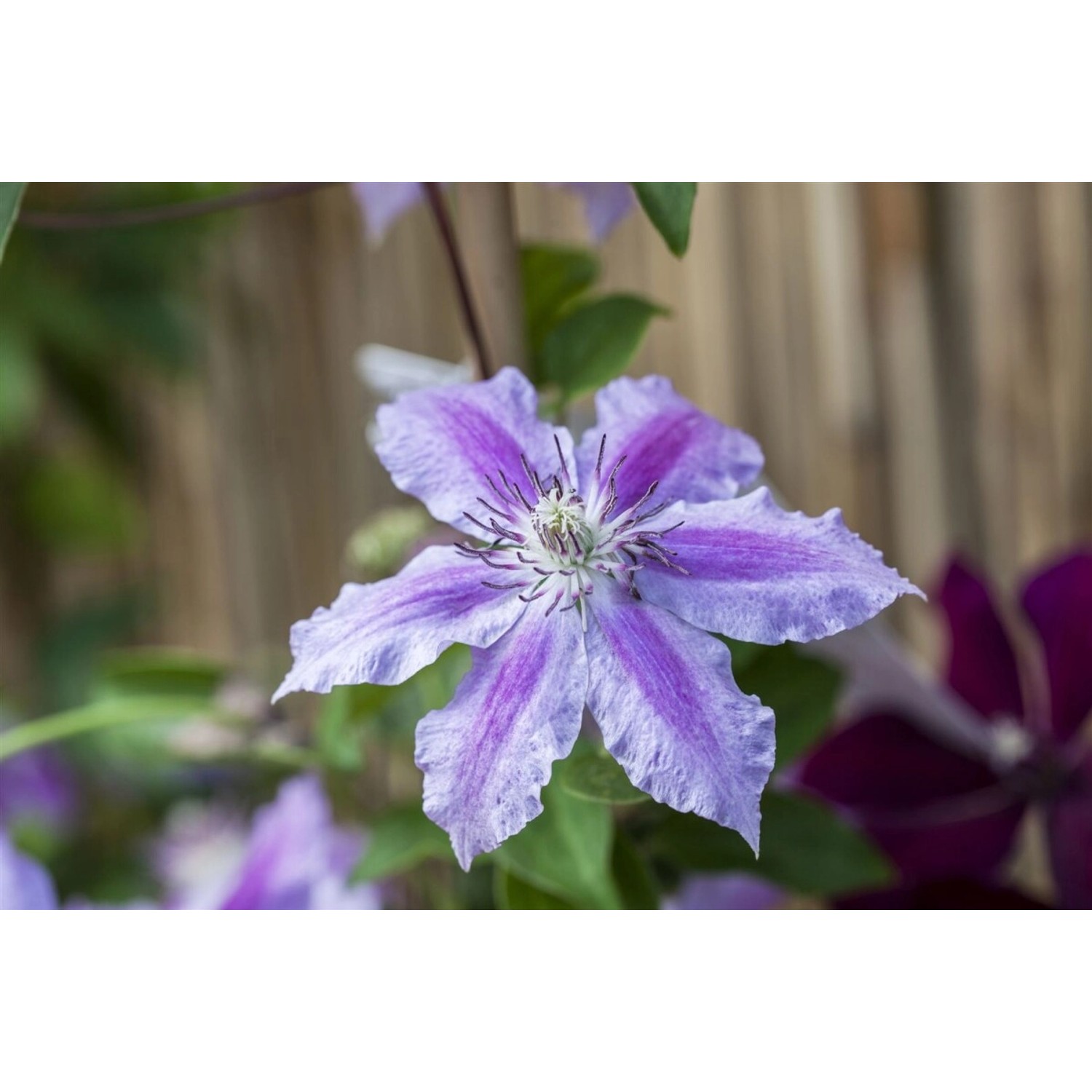 Clematis Girenas Waldrebe Violett 80–100 cm Clematis Girenas Waldrebe Violett 80–100 cm von Pflanzen für dich