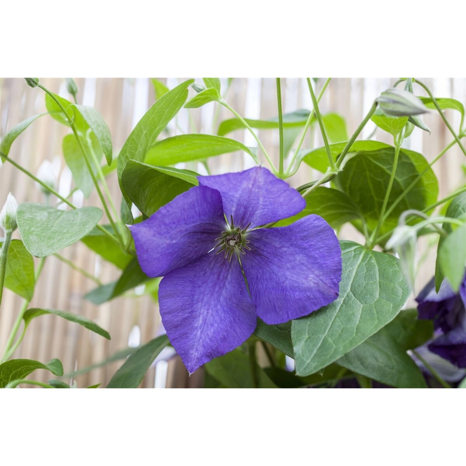 Clematis Hybride Jackmanii Waldrebe Violett 80–100 cm Clematis Hybride Jackmanii Waldrebe Violett 80–100 cm von Pflanzen für dich