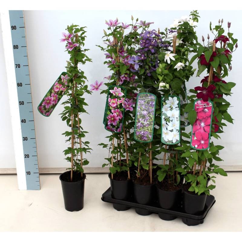 Clematis Hybride The President Waldrebe Violett 60–100 cm von Pflanzen für dich