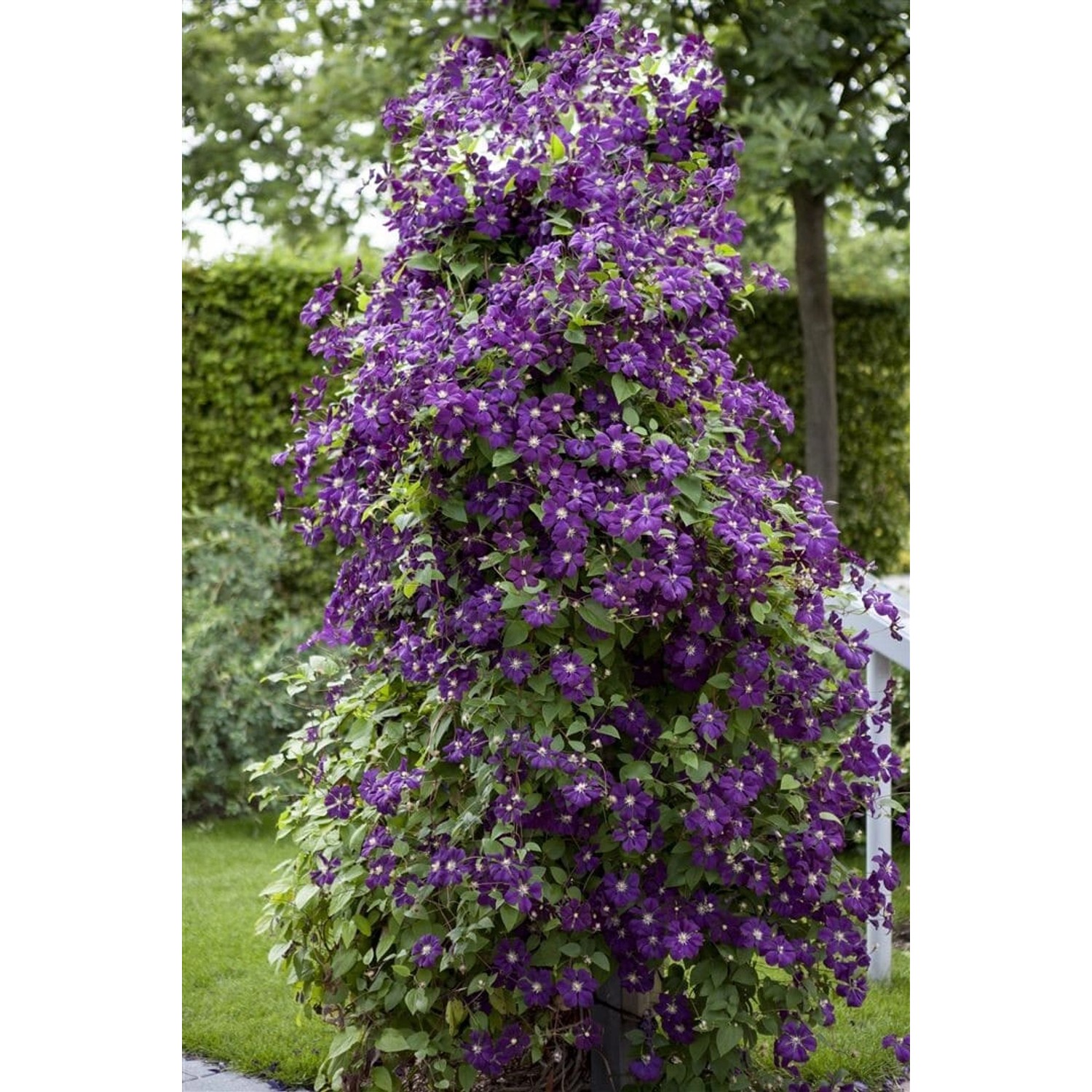 Clematis Viticella Polish Spirit Violett 80–100 cm Clematis Viticella Polish Spirit Violett 80–100 cm von Pflanzen für dich