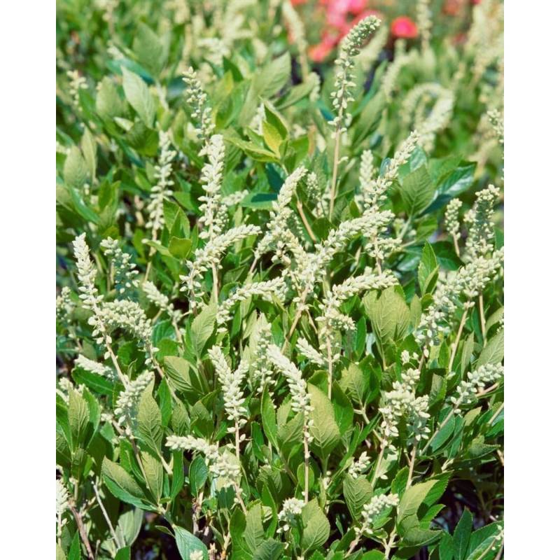 Clethra Alnifolia Hummingbird Scheineller Weiß 40–60 cm von Pflanzen für dich