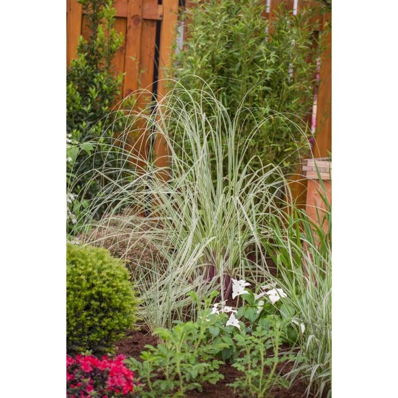 Cortaderia Selloana Silver Star Pampasgras Silbrig 3-5 Liter Container von Pflanzen für dich