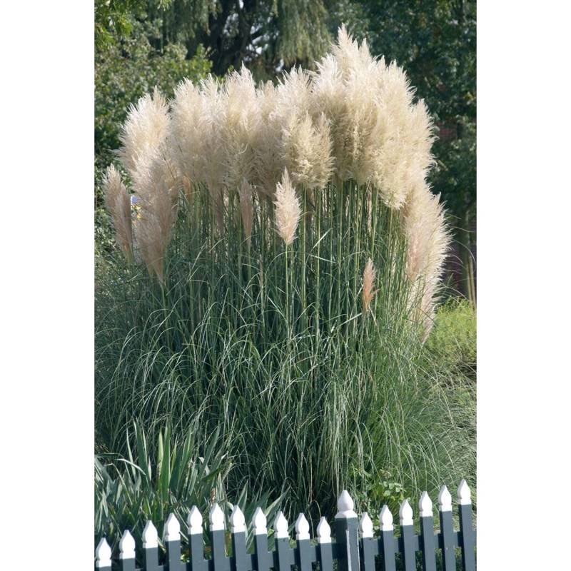 Cortaderia Selloana Sunningdale Silver Pampasgras Silbrig 2-3 L Container von Pflanzen für dich