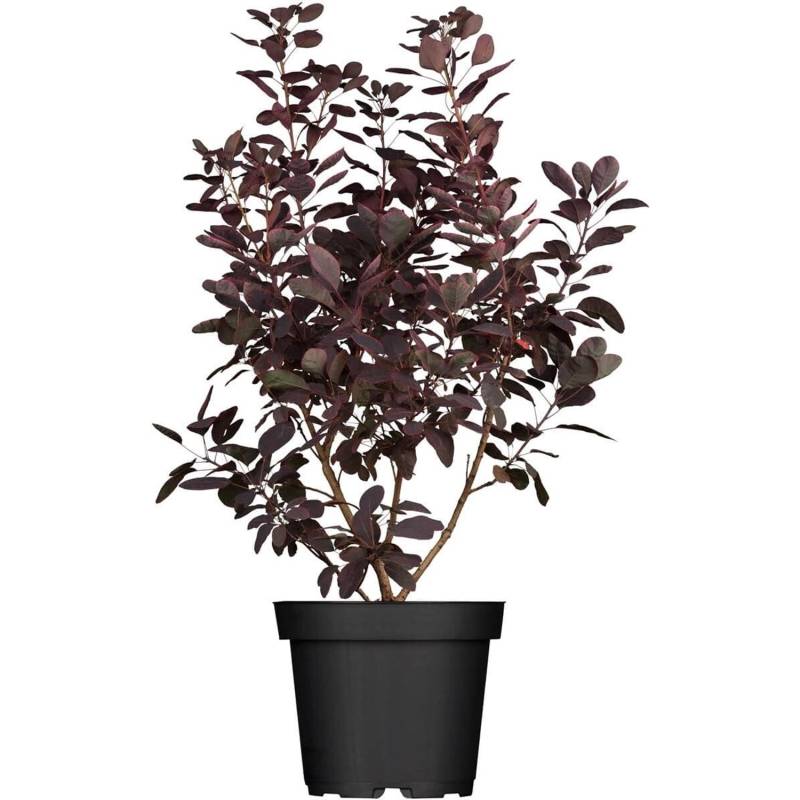 Cotinus Coggygria Royal Purple Perückenstrauch Purpurrot 40–60 cm von Pflanzen für dich