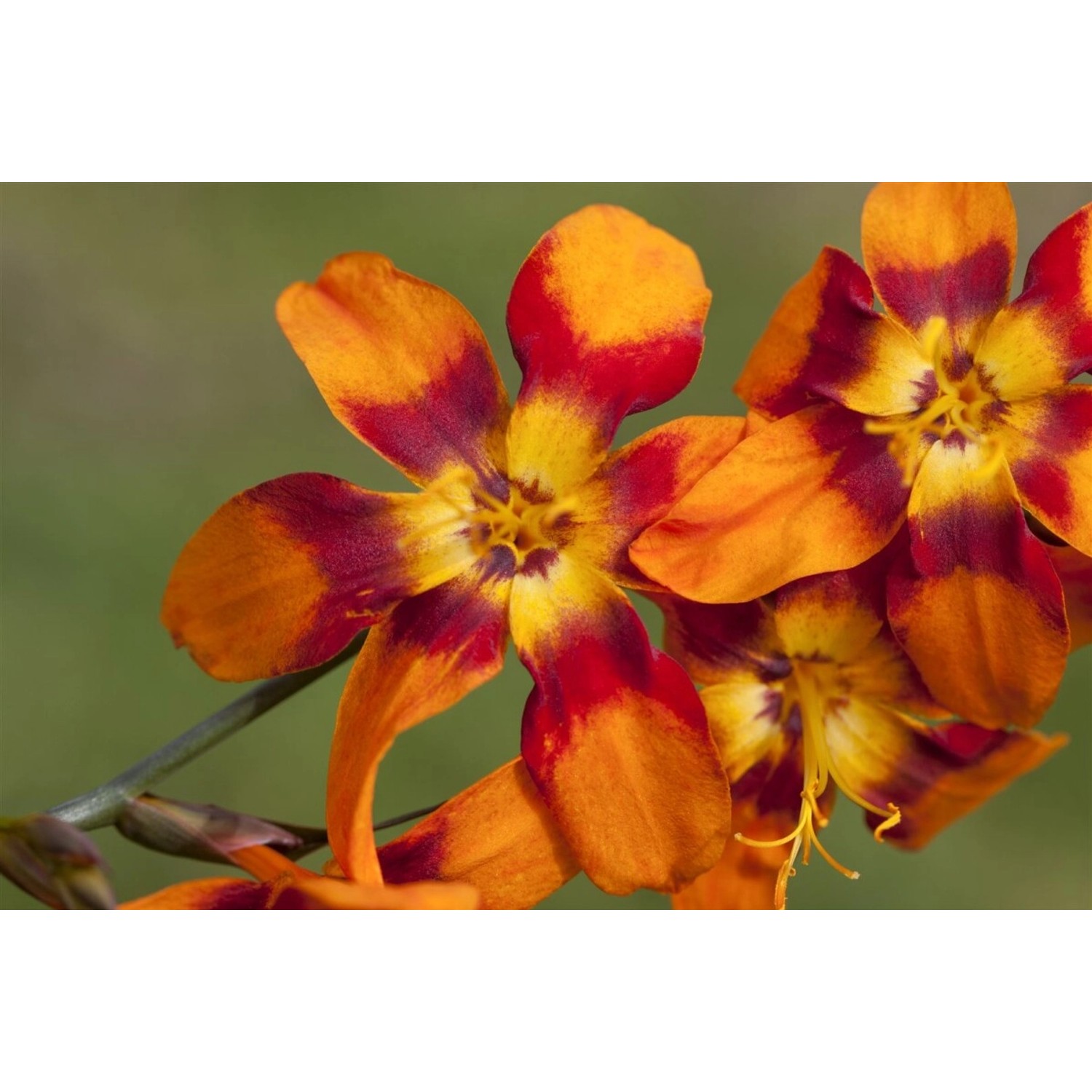 Crocosmia X Crocosmiifl.'emily Mckenzie' Montbretie 2-3 Liter Container von Pflanzen für dich