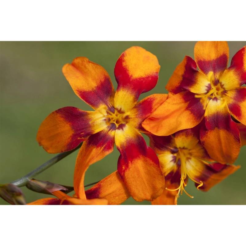 Crocosmia X Crocosmiifl.'emily Mckenzie' Montbretie 2-3 Liter Container von Pflanzen für dich
