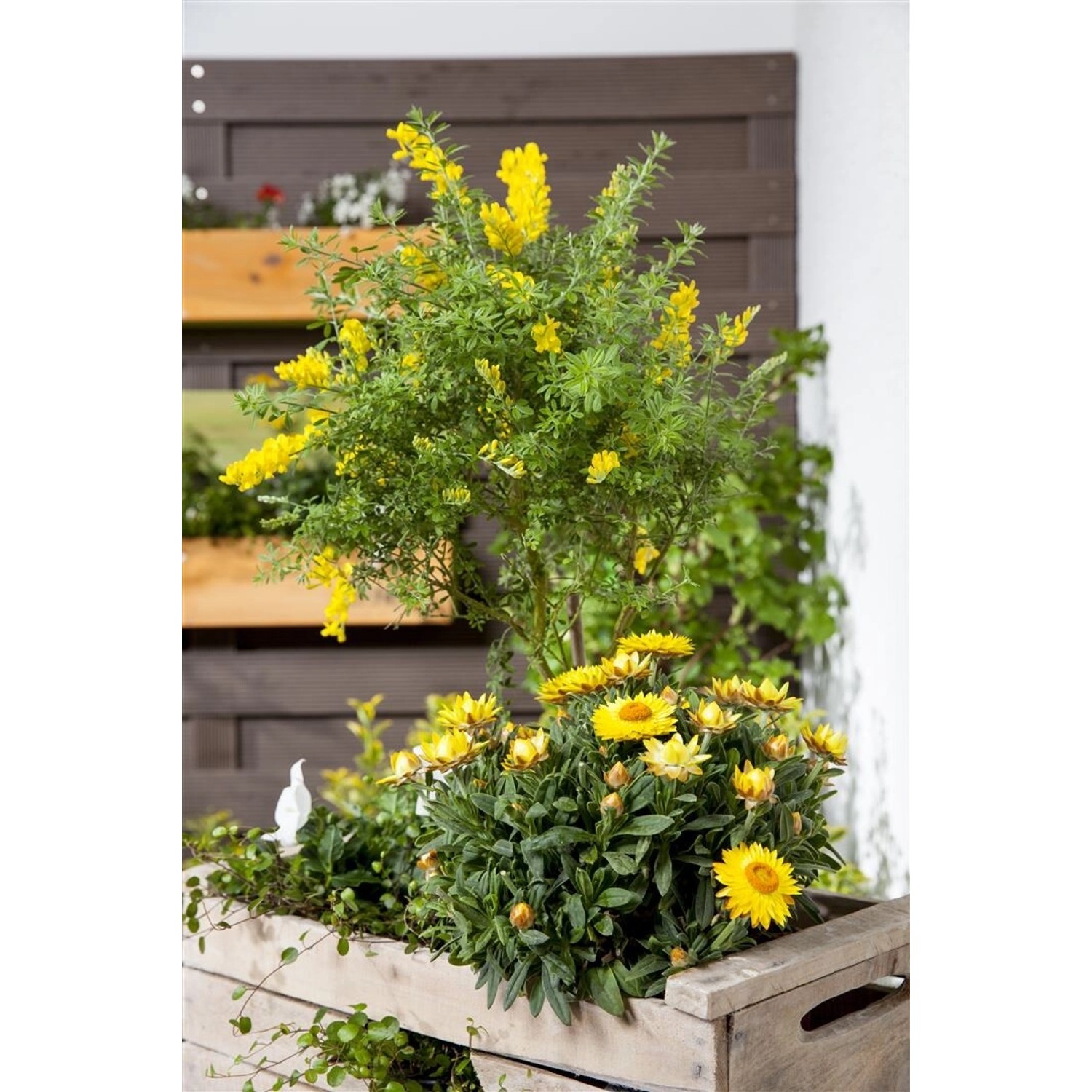 Cytisus Nigricans Cyni Schwarzginster Gelb 40–60 cm von Pflanzen für dich
