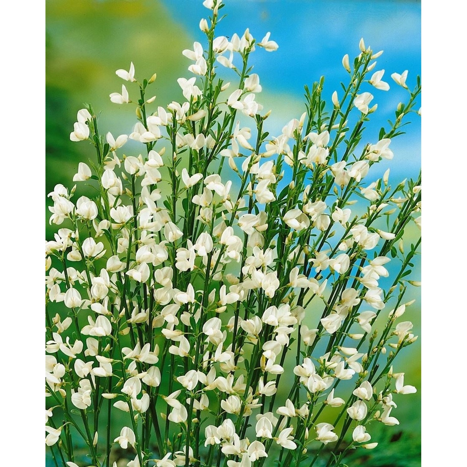 Cytisus Praecox Besenginster White Lion 30-40 cm Cytisus Praecox Besenginster White Lion 30-40 cm von Pflanzen für dich
