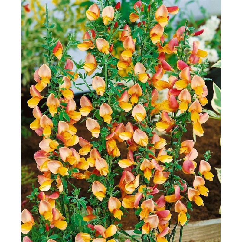 Cytisus Scoparius Besenginster Apricot Gem 40-60 cm von Pflanzen für dich