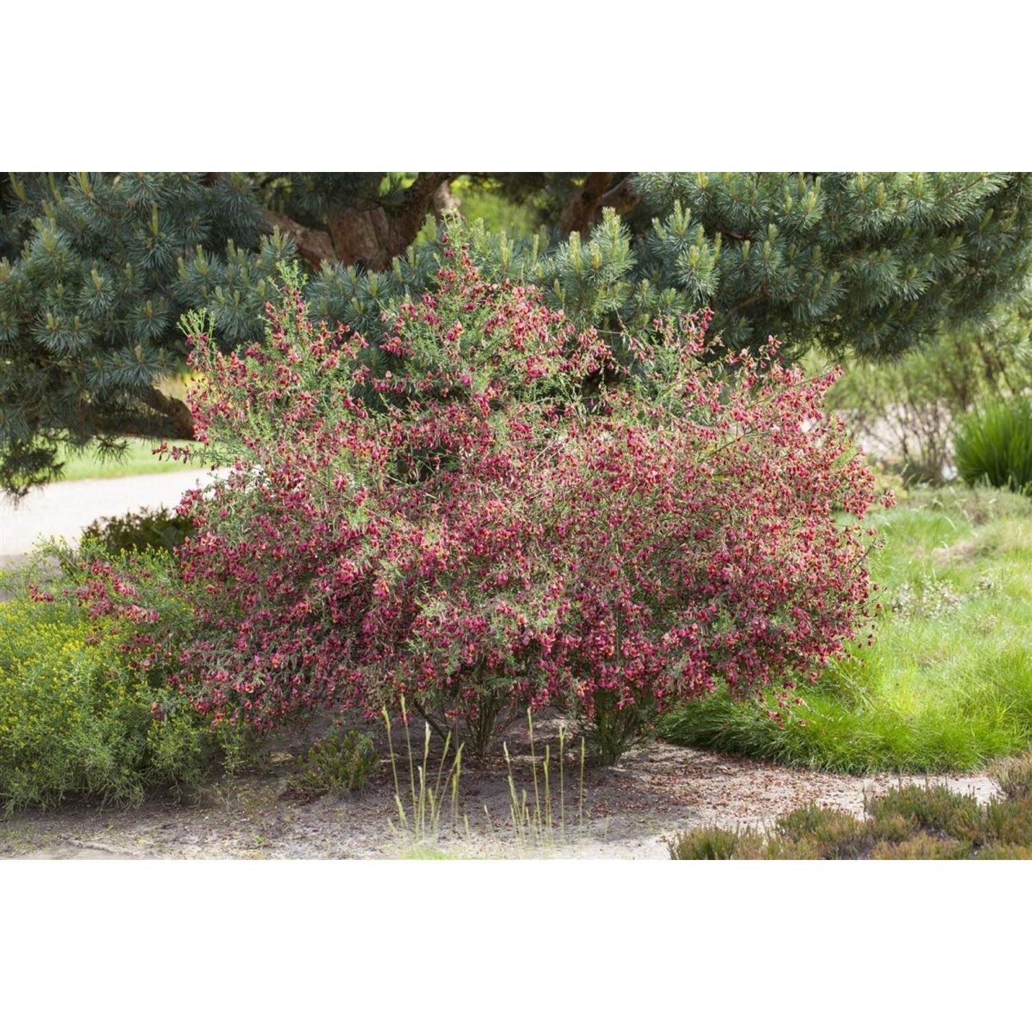 Cytisus Scoparius Besenginster Boskoop Ruby 15-20 cm von Pflanzen für dich