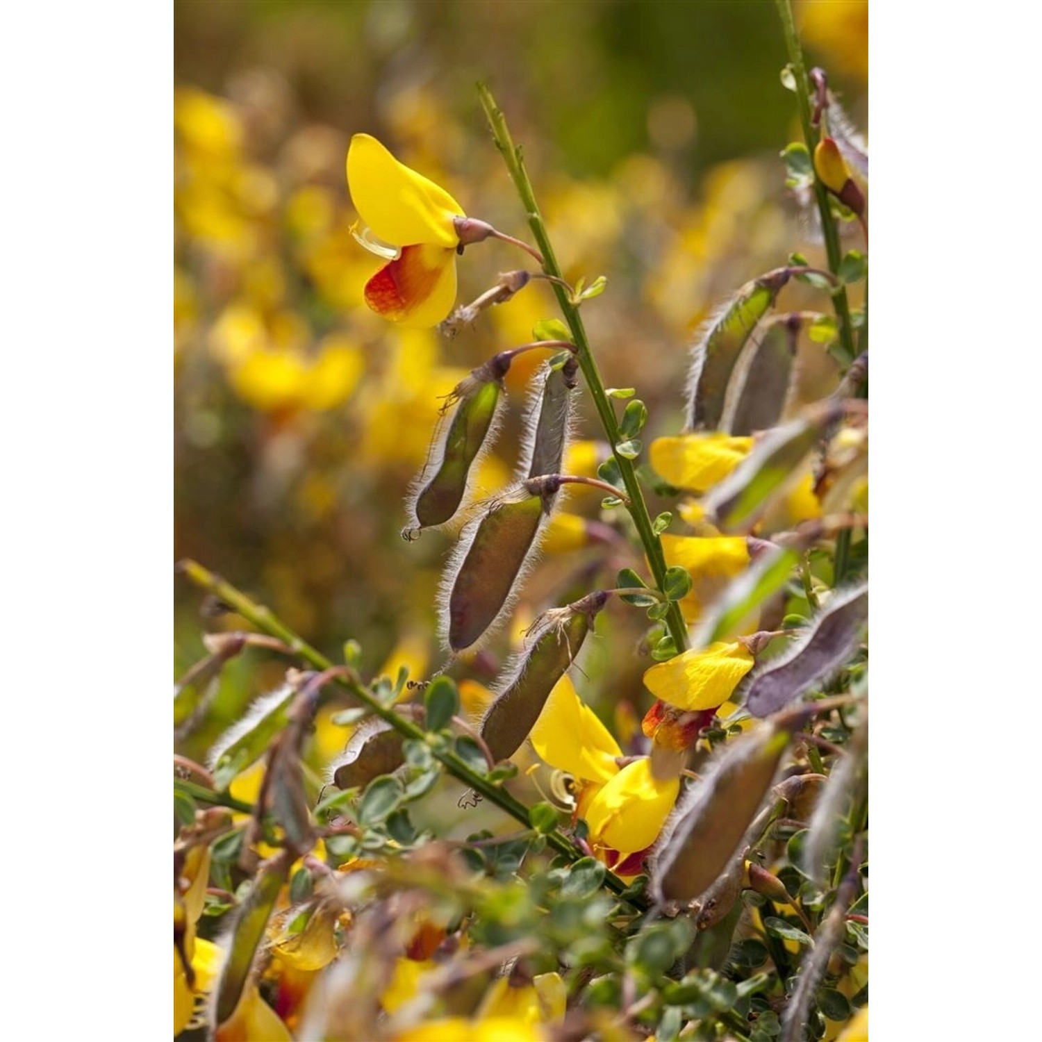 Cytisus Scoparius Besenginster 'Jessica' 40-60 cm Cytisus Scoparius Besenginster 'Jessica' 40-60 cm von Pflanzen für dich