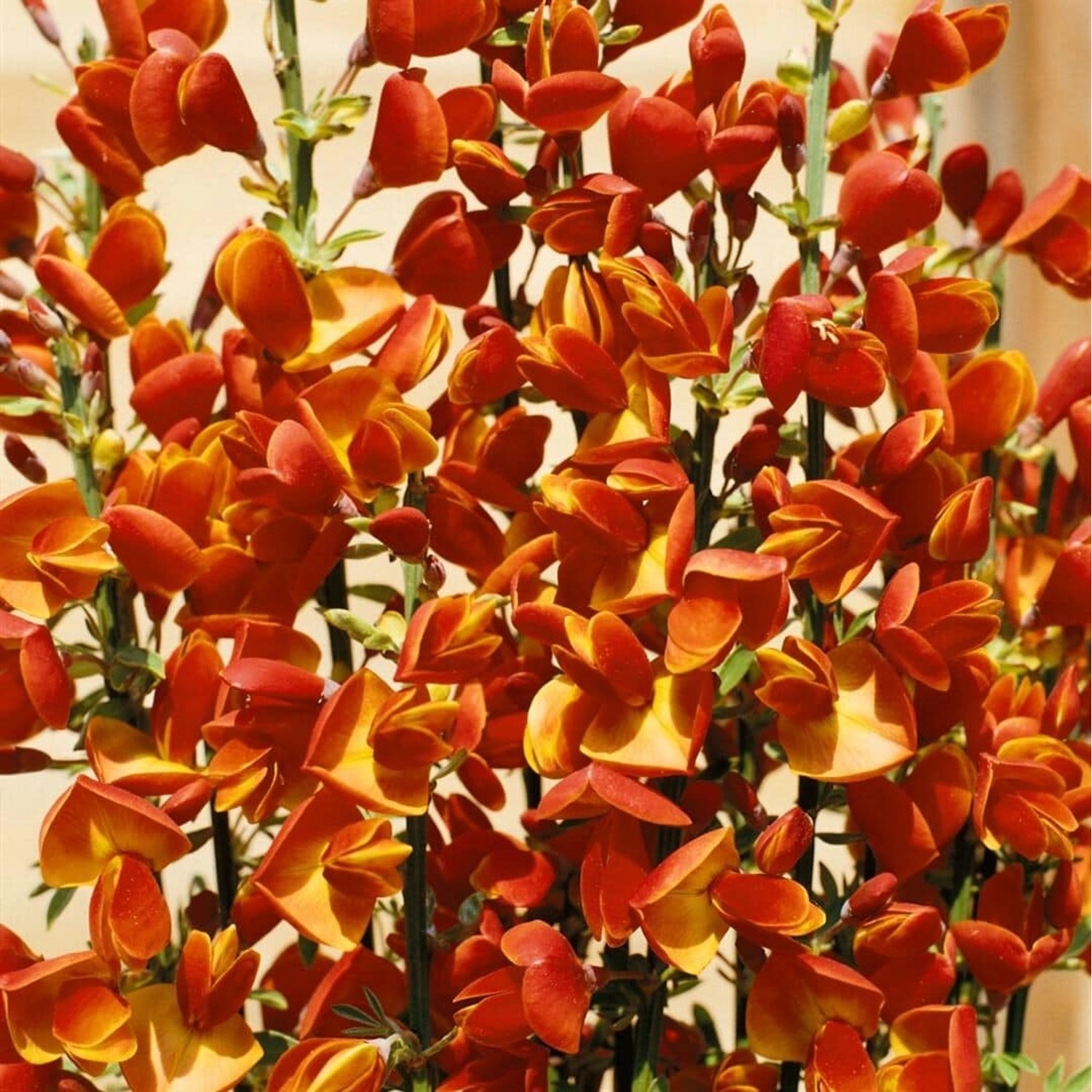 Cytisus Scoparius Besenginster 'Lena' 60-80 cm Cytisus Scoparius Besenginster 'Lena' 60-80 cm von Pflanzen für dich