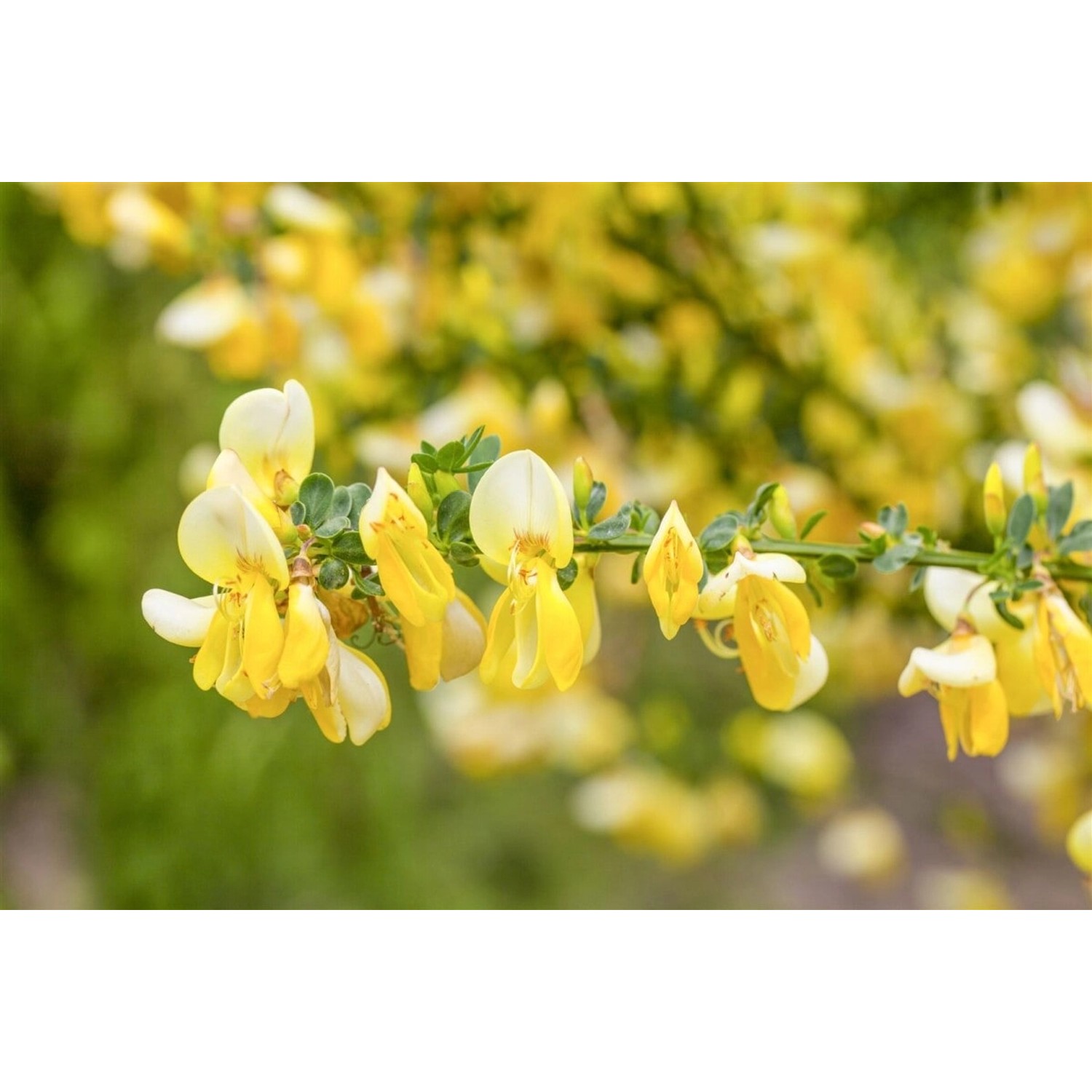 Cytisus Scoparius Besenginster Luna 30-40 cm Cytisus Scoparius Besenginster Luna 30-40 cm von Pflanzen für dich