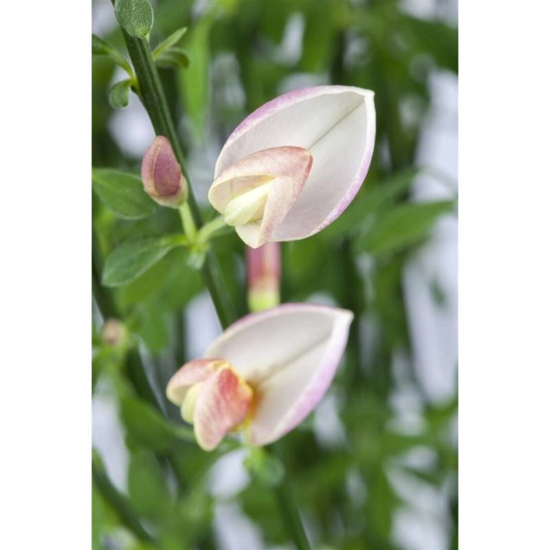 Cytisus Scoparius Besenginster Moyclare Pink 40-50 cm von Pflanzen für dich