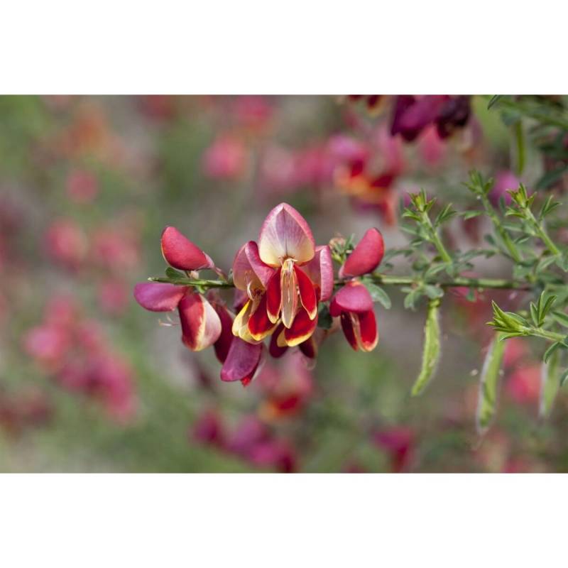 Cytisus Scoparius Criterion Besenginster Gelb-Rot 60–80 cm von Pflanzen für dich