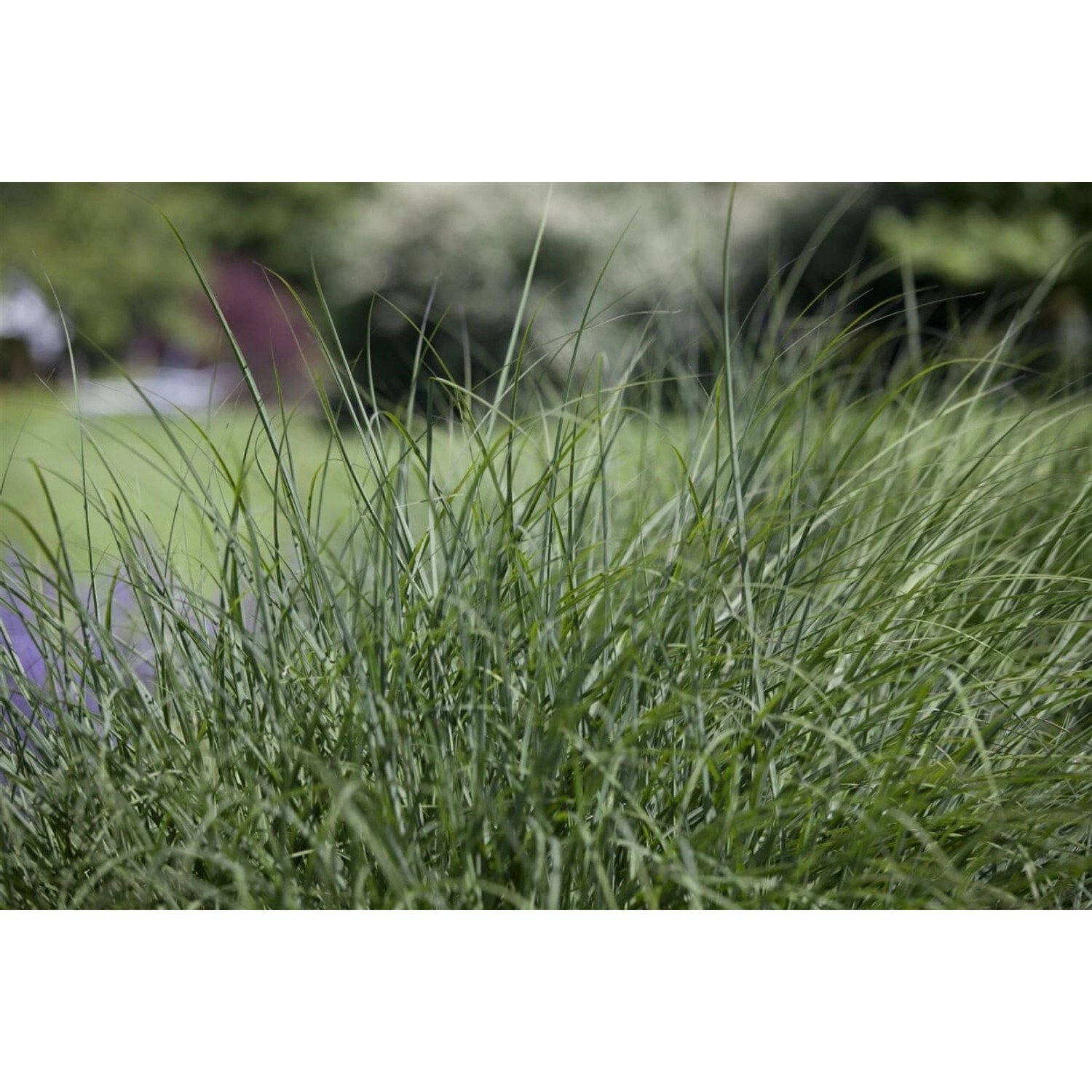 Deschampsia Cespitosa Rasen-Schmiele Ca. 9x9 cm Topf Deschampsia Cespitosa Rasen-Schmiele Ca. 9x9 cm Topf von Pflanzen für dich