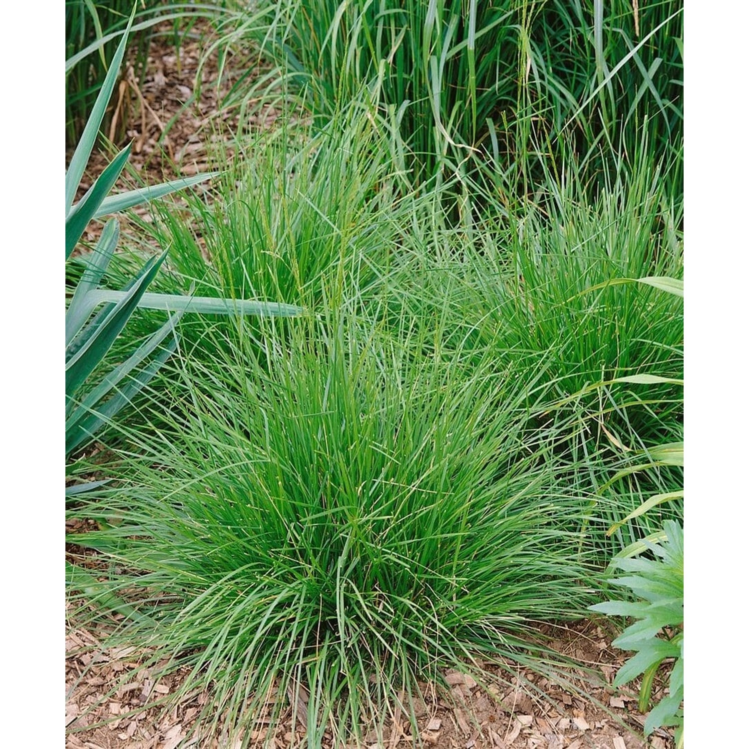 Deschampsia Cespitosa Tauträger Rasen-Schmiele 40–60 cm von Pflanzen für dich