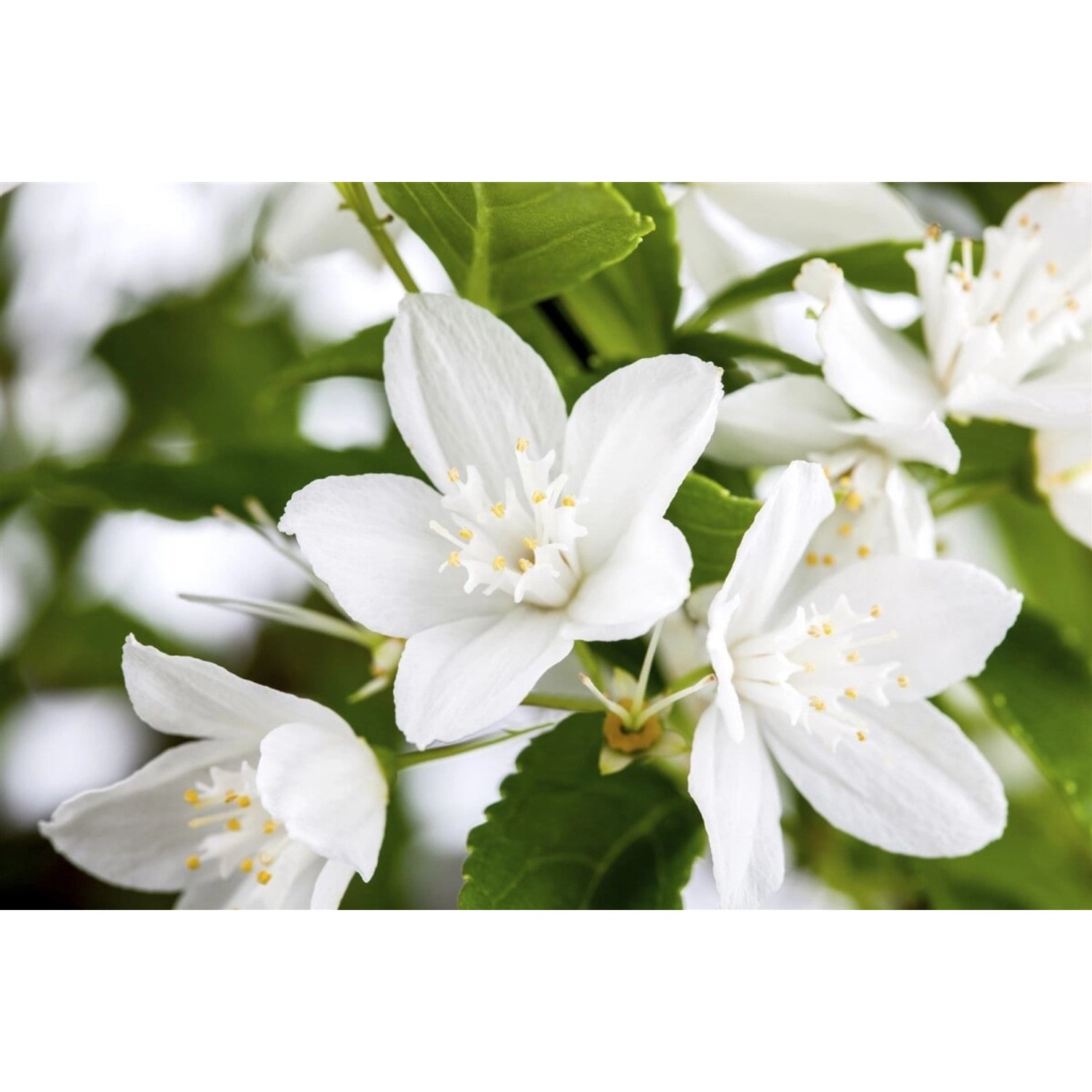 Deutzia Gracilis Maiblumenstrauch 9 cm Topf Größe Nach Saison 2 5 Tr Rundtopf 10 15 Deutzia Gracilis Maiblumenstrauch 9 cm Topf Größe Nach Saison 2 5 Tr Rundtopf 10 15 von Pflanzen für dich