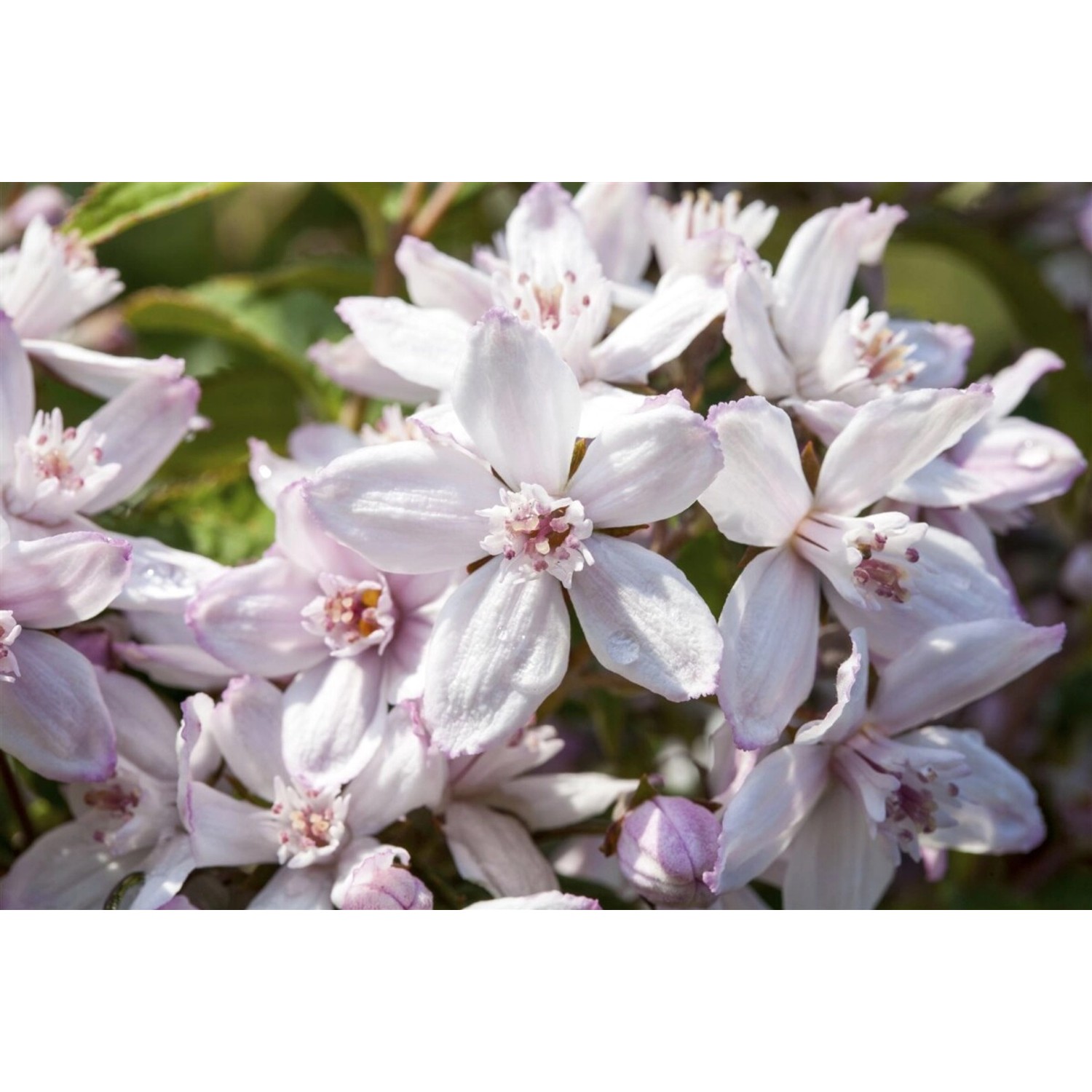 Deutzia 'Mont Rose' Deutzie 40-60 cm Deutzia 'Mont Rose' Deutzie 40-60 cm von Pflanzen für dich