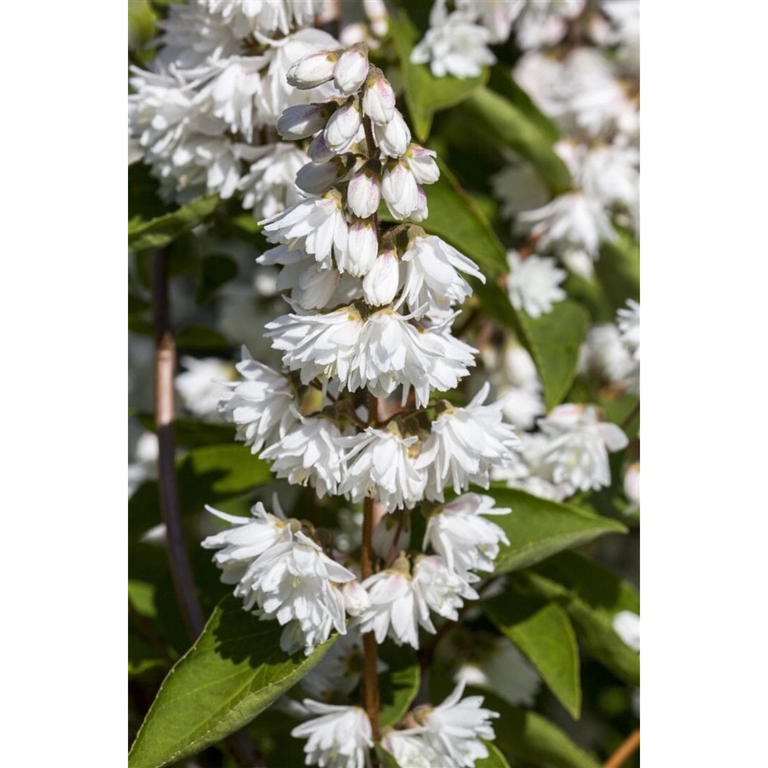 Deutzia Scabra Falscher Jasmin 60- 80 cm Deutzia Scabra Falscher Jasmin 60- 80 cm von Pflanzen für dich