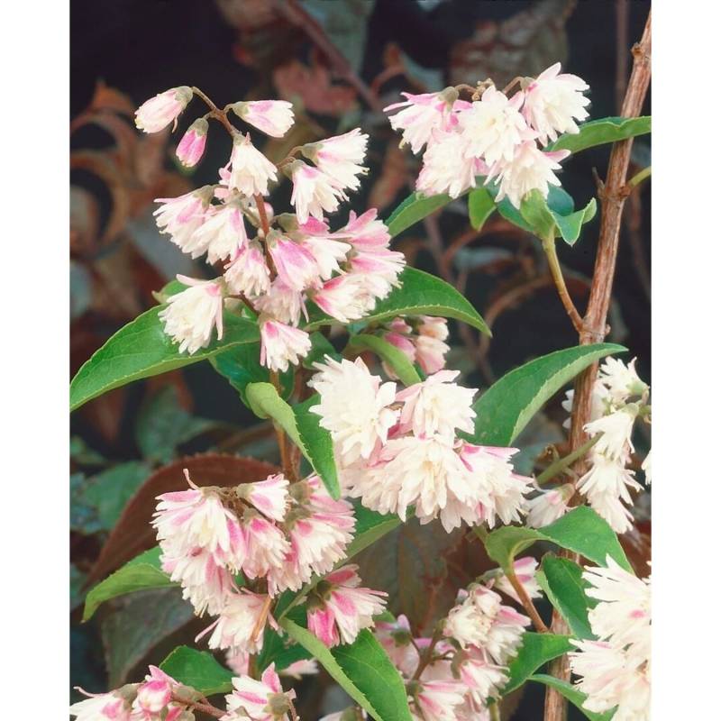 Deutzia Scabra Sternchenstrauch Codsall Pink 7,80 100 cm von Pflanzen für dich