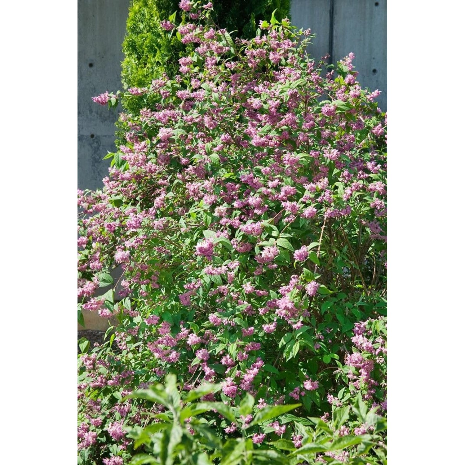 Deutzia 'Strawberry Fields' Maiblumenstrauch C 5 60- 100 von Pflanzen für dich