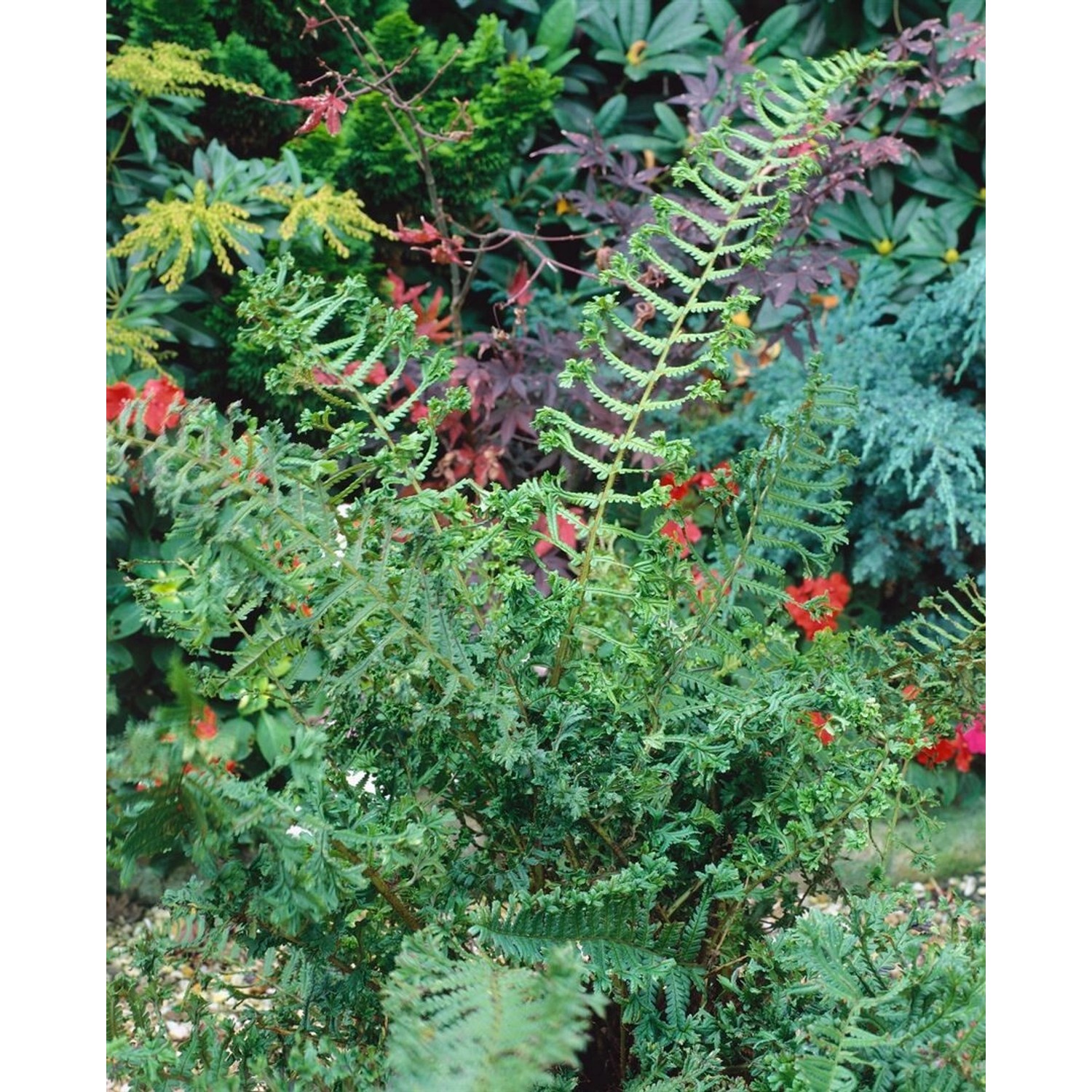 Dryopteris Affinis Cristata The King Goldschuppenfarn Ca. 9x9 cm Topf von Pflanzen für dich