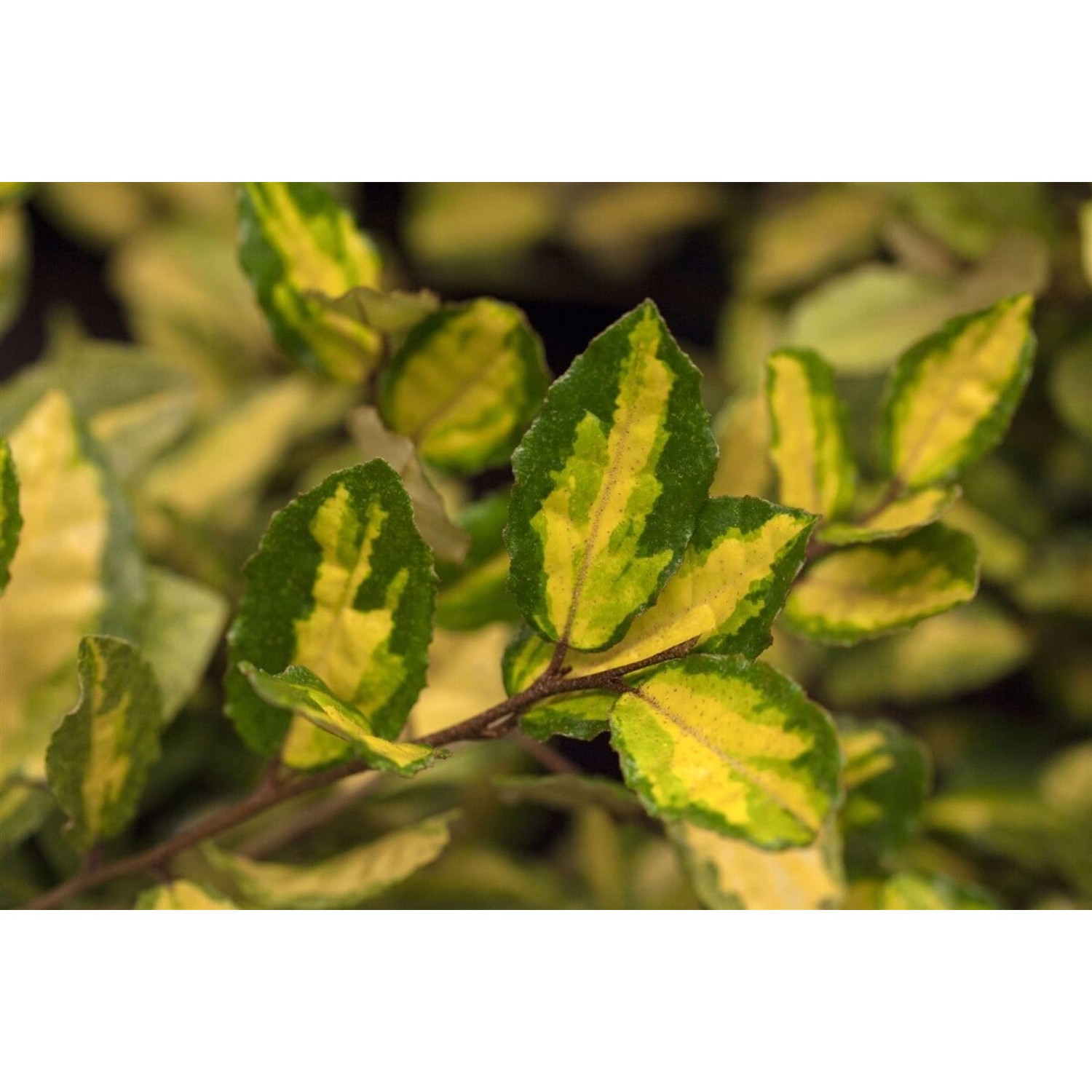 Elaeagnus Pungens Maculata Gelb-Grün 60–100 cm von Pflanzen für dich