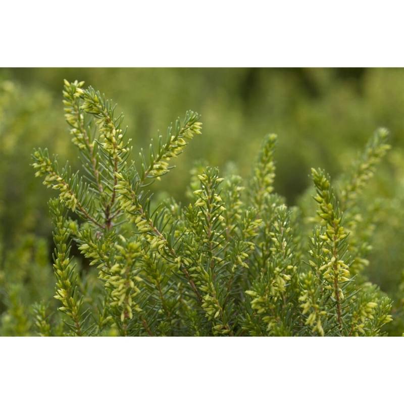 Erica Darleyensis White Perfection Winterheide Weiß Ca. 10 cm Topf von Pflanzen für dich