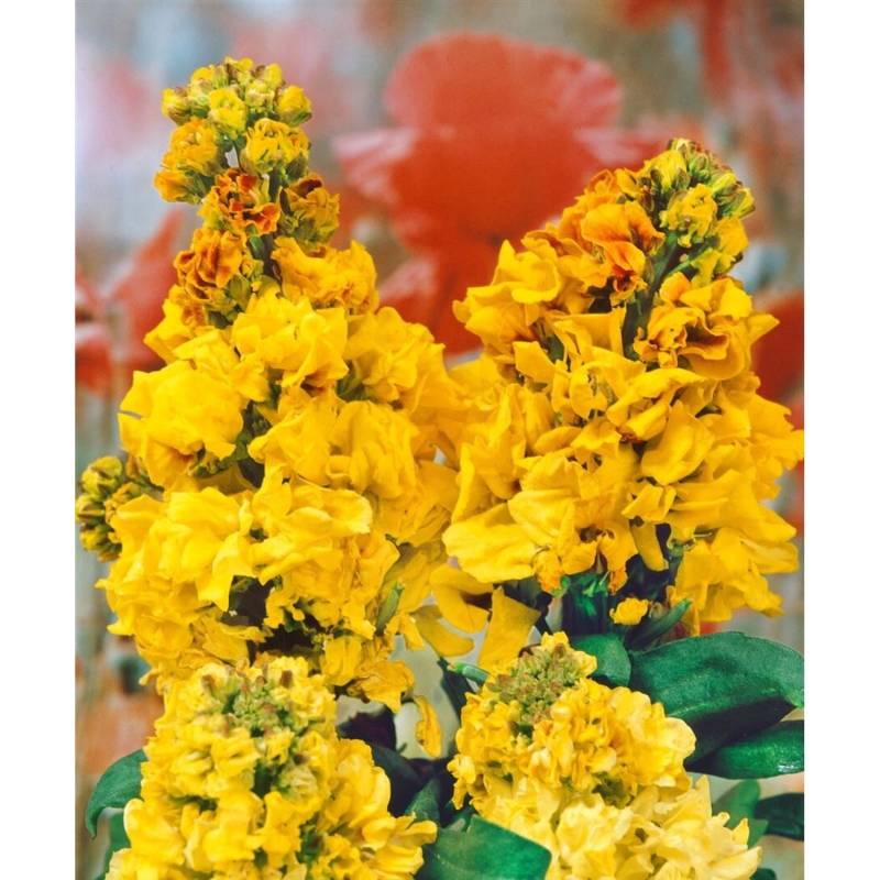 Erysimum Cheiri Goldlack Yellow Bird Ca. 9x9 cm Topf von Pflanzen für dich