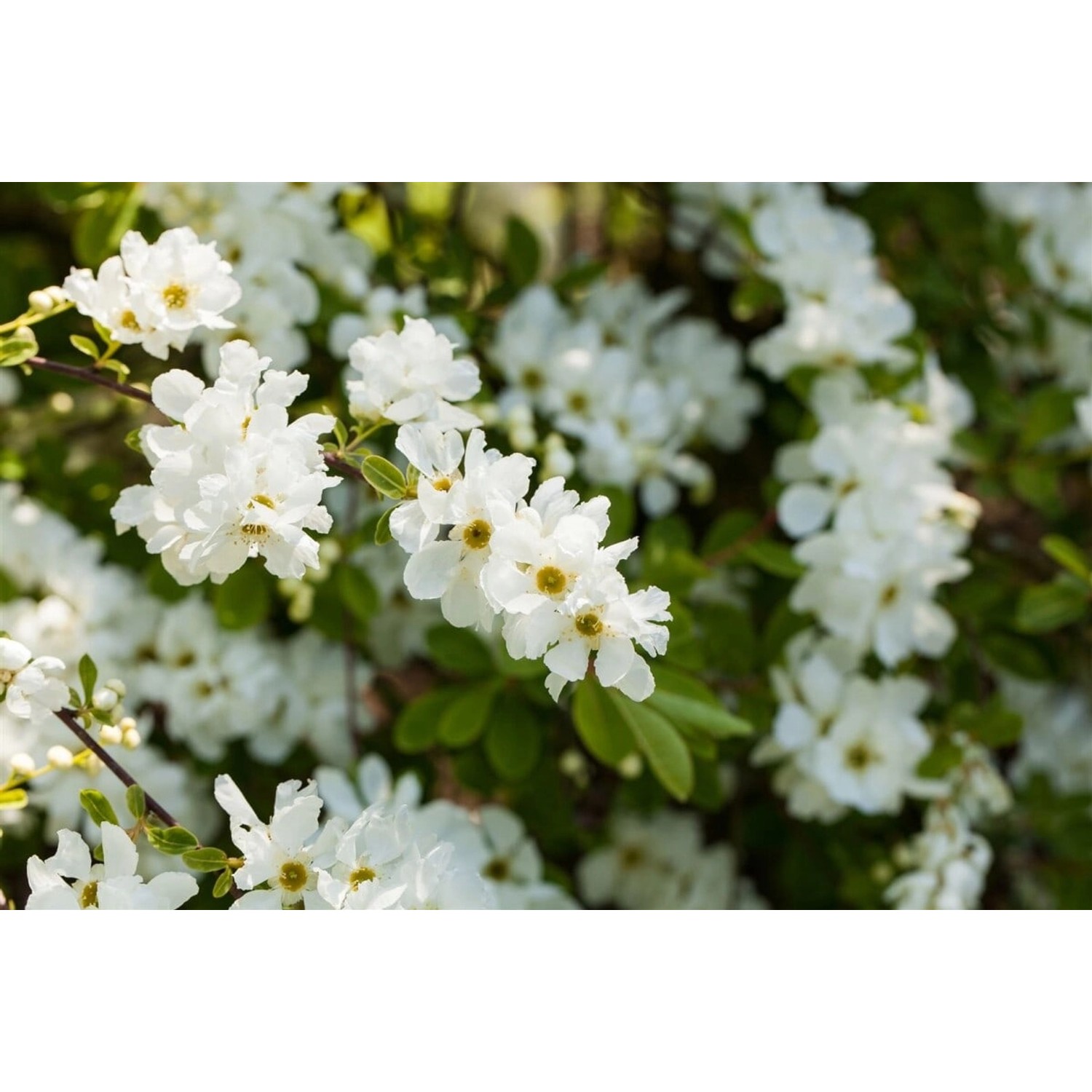 Exochorda Macrantha Perlmuttstrauch 100-125 cm Exochorda Macrantha Perlmuttstrauch 100-125 cm von Pflanzen für dich
