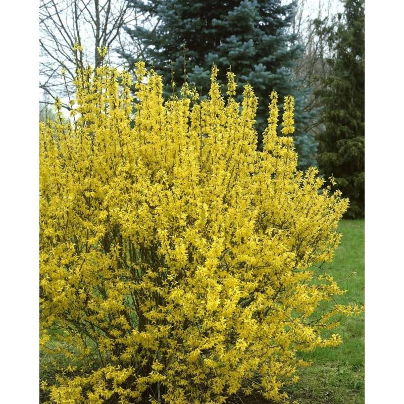 Forsythia Intermedia Goldrausch Forsythie Gelb 80–100 cm von Pflanzen für dich