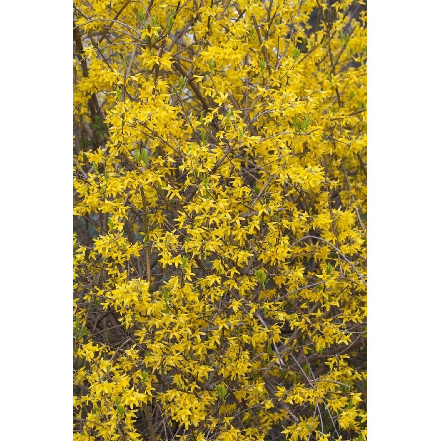 Forsythia Minigold Goldglöckchen Gelb Ca. 9x9 cm Topf Forsythia Minigold Goldglöckchen Gelb Ca. 9x9 cm Topf von Pflanzen für dich