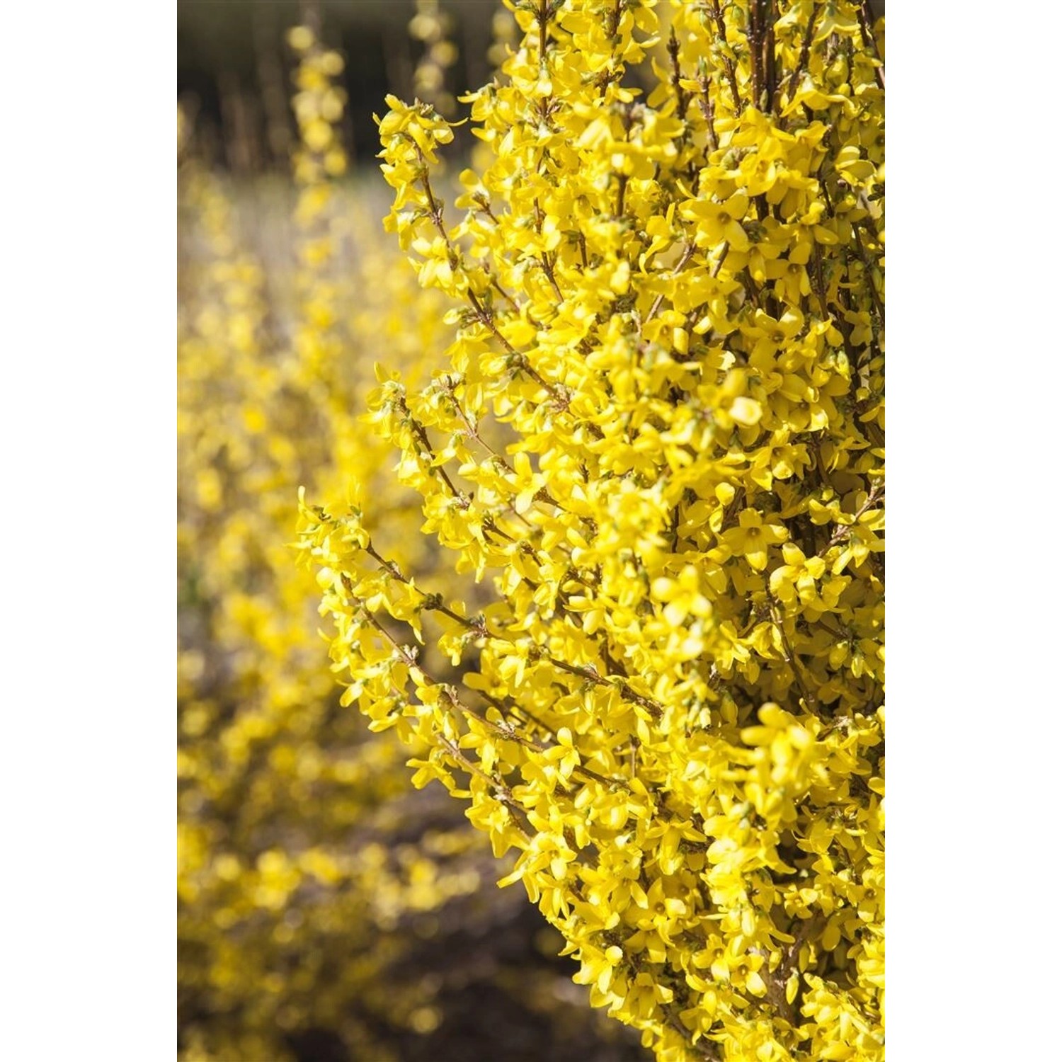 Forsythia Week-End -R- Forsythie Leuchtend Gelb 80–100 cm von Pflanzen für dich