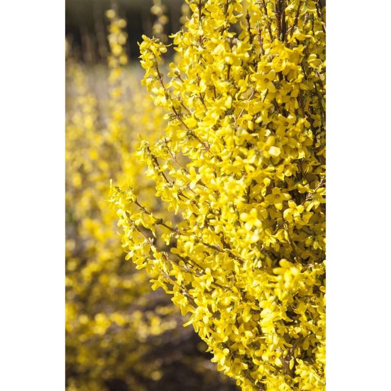 Forsythia Week-End -R- Forsythie Leuchtend Gelb 80–100 cm von Pflanzen für dich