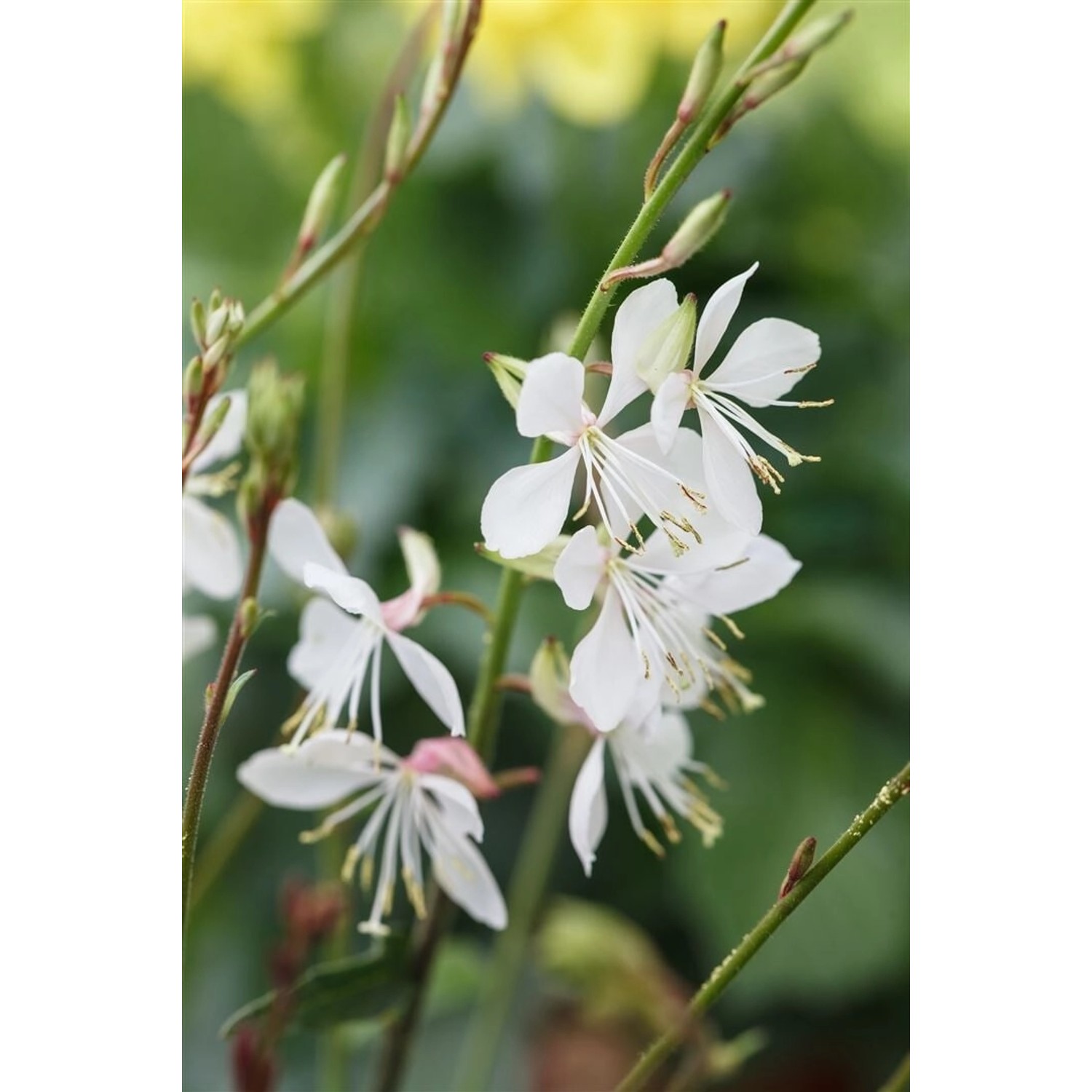 Gaura Lindheimeri Prachtkerze Gambit White 2 Liter Container von Pflanzen für dich