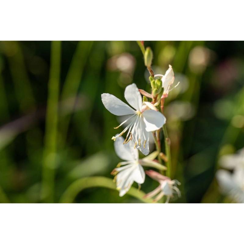 Gaura Lindheimerii Prachtkerze Corries Gold Ca 11x11 cm Topf von Pflanzen für dich