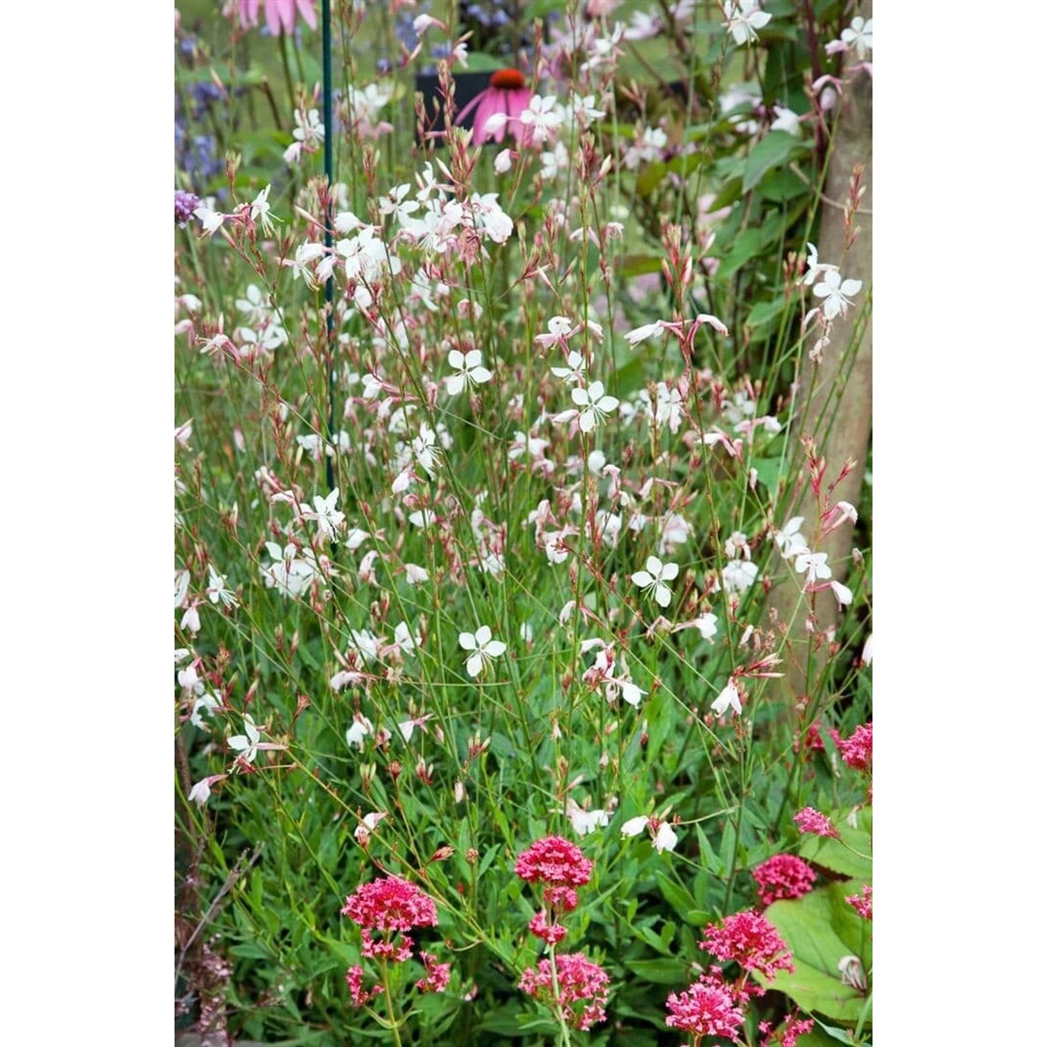 Gaura Lindheimerii Prachtkerze Summer Breeze Ca 9x9 cm Topf von Pflanzen für dich