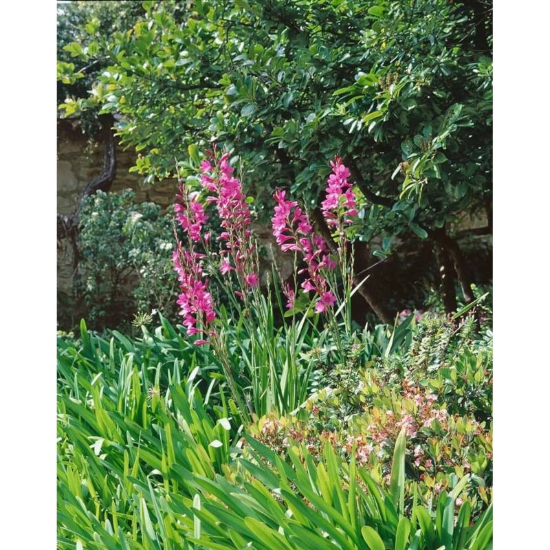 Gladiolus Palustris Sumpfgladiole Ca 9x9 cm Topf von Pflanzen für dich